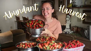 Preserving An Abundant HARVEST! Canning in the Homestead Kitchen