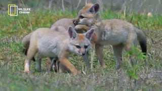Foxes Documentary - Cunning and Adaptable Life of Foxes - wildlife
