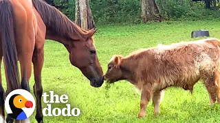 No One Wanted To Be This Baby Mini Cow's Friend Until...❤️ | The Dodo Little But Fierce