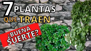 7 PLANTAS 🤑 para ATRAER DINERO en tu casa🤑 (feng shui)