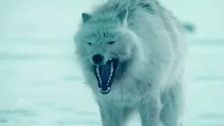 Полярный волк - призрак Арктики! Зубастый северный убийца ...