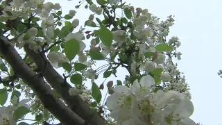 Impacts of climate change on allergy season