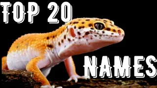 Top 20 LEOPARD GECKO NAMES 2022