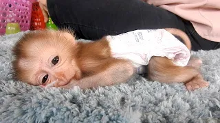 Morning Routine !! Baby Monkey Dody Wearing Diaper And Drink Milk After Bathing