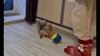 Футбол с белкой!!! ⚽️ Football and squirrel