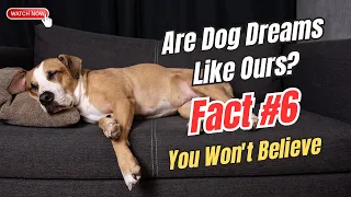 Pawsitively Astonishing: 10 Dog Facts That Will Amaze You