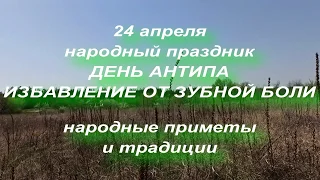 24 апреля народный праздник ДЕНЬ АНТИПА . народные приметы и традиции