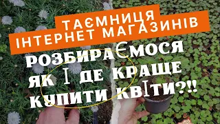 Розкриваю таємницю інтернет магазинів🤯. Як купити саджанці квітів без посередників?!!