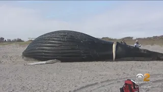 Dead whale washes ashore on Long Island beach