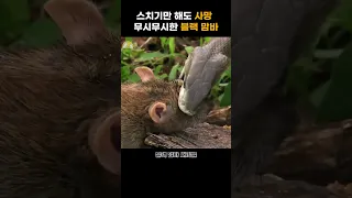 스치기만 해도 사망ㄷㄷ 블랙맘바!!