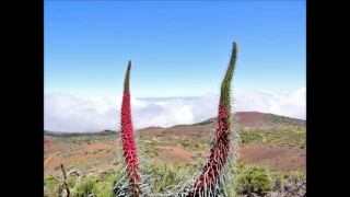 View at Observatorio Del Teide on Vulcano Pico del Teide above the Clouds in Tenerife