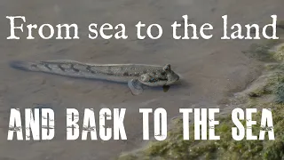 From Sea to Land and back to Sea!