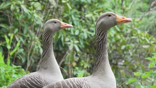 Greylag Geese and Goslings in 4K.