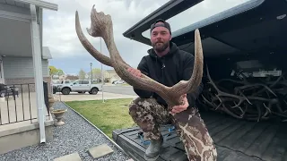 MY SHED PILE SO FAR 🔥 a couple freaks!