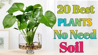 20 Best Plants don't need soil to grow  | Plants no need soil | No Need Soil Plants