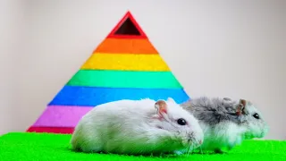 Rainbow Pyramid Maze for Hamster