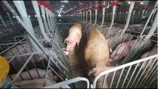 Breeding Sows