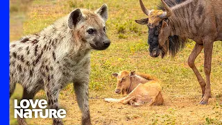 Hyenas Move In for Kill as Wildebeest Gives Birth