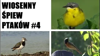 Wiosenny śpiew ptaków #4  - Spring song of birds [ENG SUBTITLES]