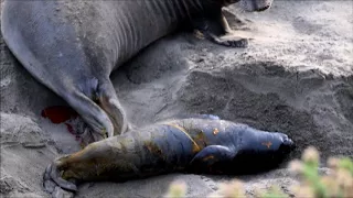 Elephant Seal Birth