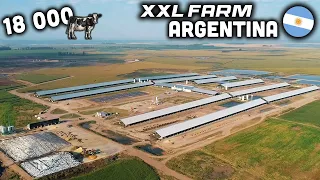 XL FARM OF 18,000 DAIRY COWS : ARGENTINA 🇦🇷