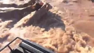 Cows struggle in Fort Bend County flood waters