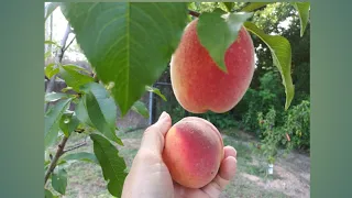 OUR PEACH TREE FRUITS IS ALMOST READY TO HARVEST/BY TONIA'S FUSION