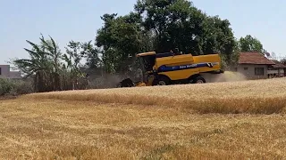 colheita de trigo realizada à duas semanas atrás