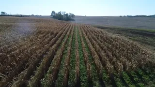 60” corn preharvest