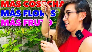 ✅ ¿QUÉ ES LA MELAZA DE CAÑA?! 🪴 Fertilizante Casero para que NO se caigan las FLORES y FRUTOS! 🍋