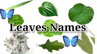 Leaves name in english | different types of leaves with name and pictures