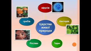 Основні відмінності тварин від рослин та грибів-7клас