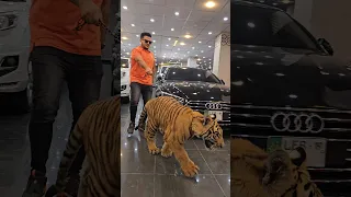 Bengal Tiger Walks In Chain | Nouman Hassan |