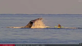 Feb 11, 2024: Wow! Kayakers get front row experience with Humpbacks in Maui, Hawaii