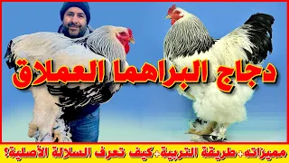 كل ما يجب عليك ان تعرفه عن سلالة دجاج البراهما 🐓و كيف تميز بين البراهما الأصلي و البراهما  المهجن؟