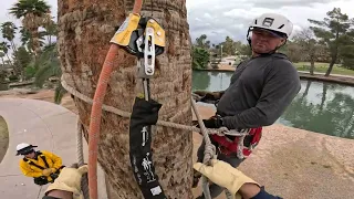 palm tree rescue