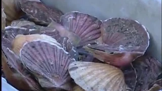 Film  vidéo de pêche Bretagne: Pêche de coquilles Saint-Jacques  / réalisation André Espern