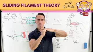 Sliding Filament Theory | Muscle Contraction