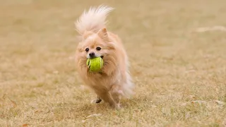 Pomeranian Acrobats Poms Jumping for Joy