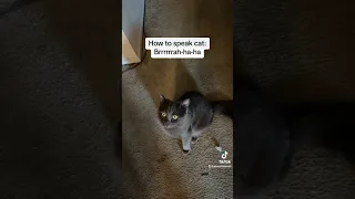 How to Speak Cat: Lesson 7