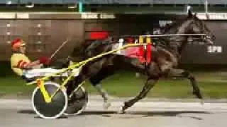 Harness racing, usta, muscles yankee, muscular