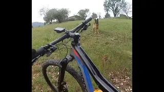 cani in mtb...