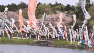 千代田３丁目鯉のぼり祭り