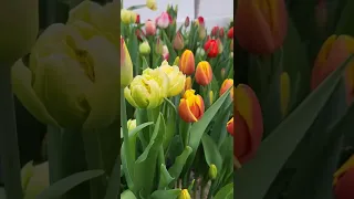 Різноманітність сортів тюльпанів 🌷🌷🌷 вирощених у теплиці.