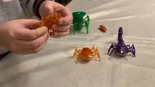 Showcasing Hexbugs