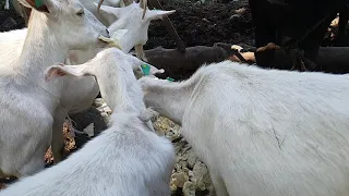 Животные в замедленной съёмке смешное видео