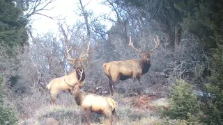 Herd of bull elk