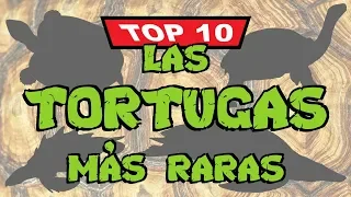 Top 10: Las tortugas más raras