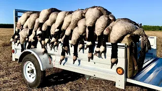 GIANT CANADA GEESE!! 2022 Northern Alberta Goose Hunt Limits!!