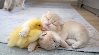 Three ducklings love baby kittens, they snuggle and sleep with the kittens.